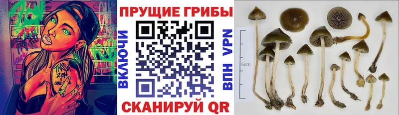Псилоцибиновые грибы GOLDEN TEACHER  Рудня 